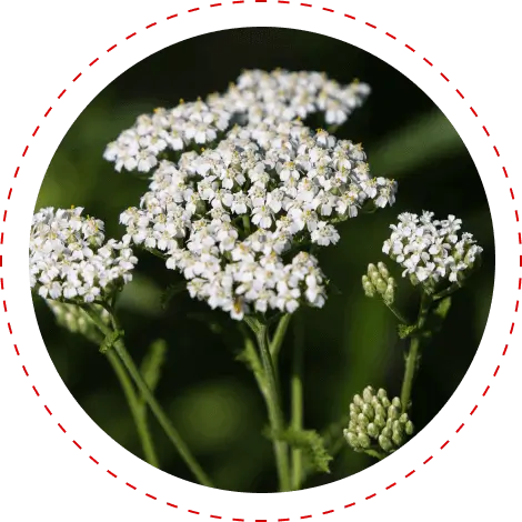 Yarrow herb flowers